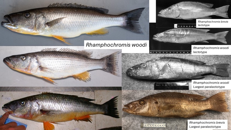 Rhamphochromis woodi